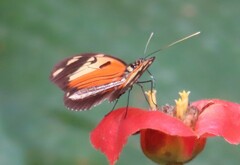 Heliconius ismenius