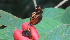 Heliconius ismenius