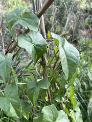 Calystegia macrostegia