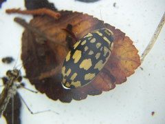 Thermonectus marmoratus