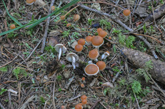 Hypholoma marginatum