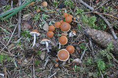 Hypholoma marginatum
