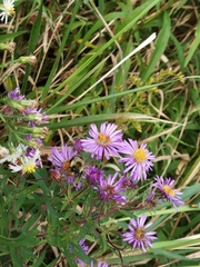 Symphyotrichum novae-angliae