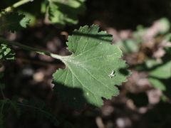 Amauria rotundifolia
