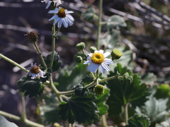Amauria rotundifolia