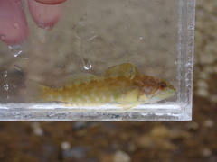Hexagrammos decagrammus