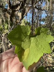 Mikania cordifolia
