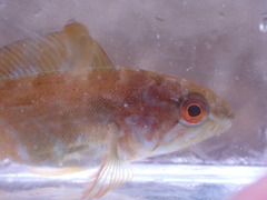Hexagrammos decagrammus