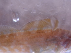 Hexagrammos decagrammus