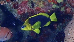 Hypoplectrus guttavarius