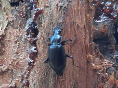 Laemostenus complanatus