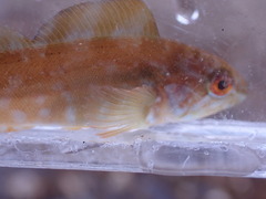 Hexagrammos decagrammus