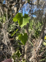 Mikania cordifolia