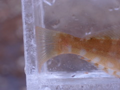 Hexagrammos decagrammus