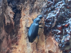 Laemostenus complanatus