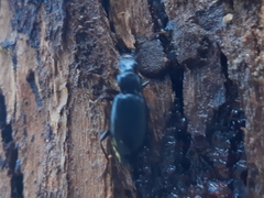 Laemostenus complanatus
