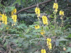 Senna didymobotrya