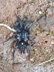 Ischnothele annulata