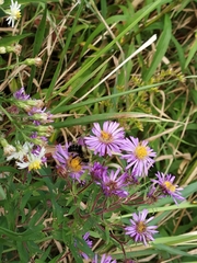 Symphyotrichum novae-angliae