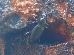 Laemostenus complanatus