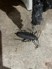 Ctenoscelis acanthopus