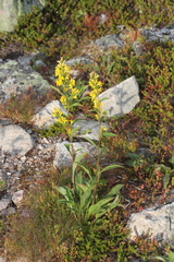 Solidago virgaurea lapponica
