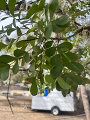 Dermatophyllum secundiflorum