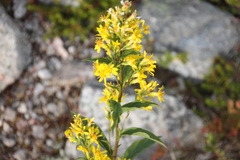 Solidago virgaurea lapponica