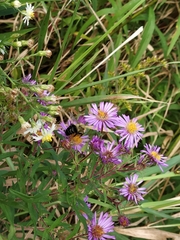 Symphyotrichum novae-angliae