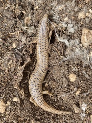 Chalcides ocellatus