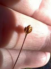 Xyris brevifolia