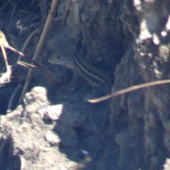 Liolaemus lemniscatus