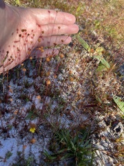 Xyris brevifolia