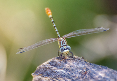 Erpetogomphus