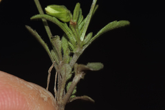 Viola kitaibeliana