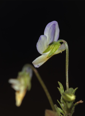 Viola kitaibeliana