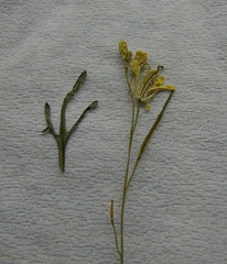 Diplotaxis catholica