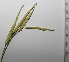 Diplotaxis catholica