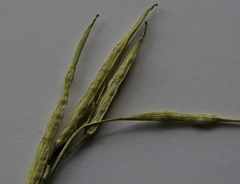 Diplotaxis catholica