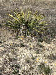 Yucca constricta