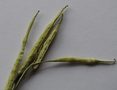 Diplotaxis catholica