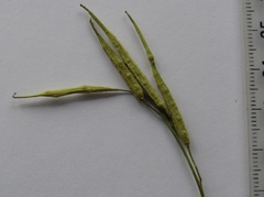 Diplotaxis catholica