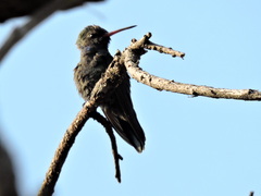 Cynanthus latirostris