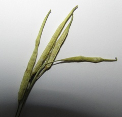 Diplotaxis catholica