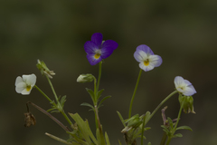 Viola heldreichiana