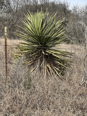 Yucca constricta