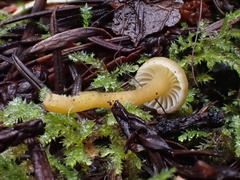 Hodophilus paupertinus