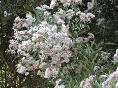 Critoniopsis