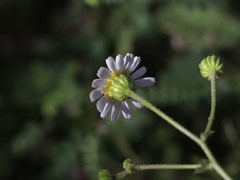 Amauria rotundifolia