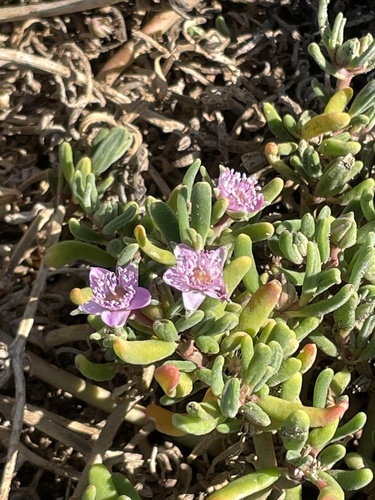 Sesuvium portulacastrum image